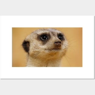 Meerkat 037 Posters and Art